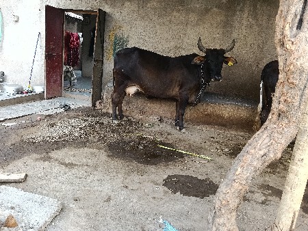 જર્સી ગાય વેસ વાનિછે