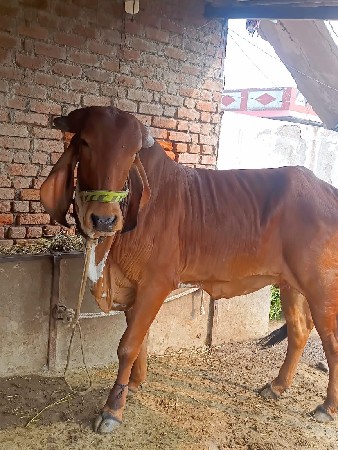 23 મહિના ની છે