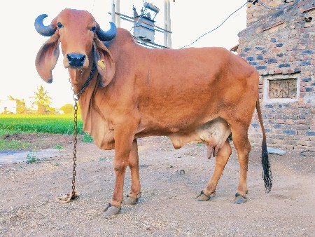 ગીર ગાય વેચવાની