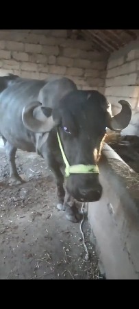 પેલી,વેતરી,ખડેલી,વેચવાનીછે