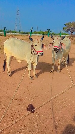 ૨ દાતે છે