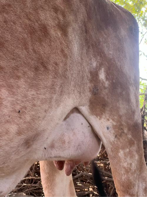 ઓડકી વેચવા ની સે