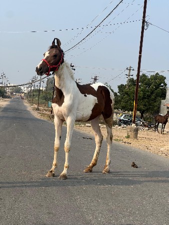 વછેરી વેચવાની છે