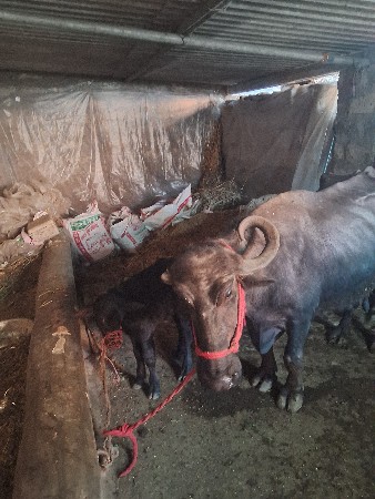 थंबनेल 2