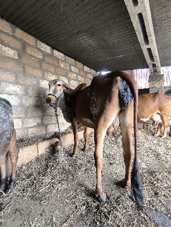 थंबनेल 3