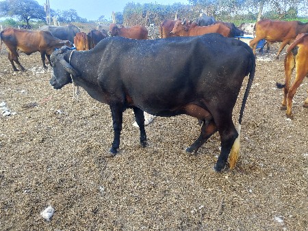 ગાય વહેંચવા ની