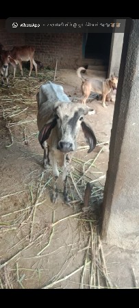 લીલડી ગીર વાછડી સે