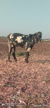 દિપકભાઈ ભીખાભાઈ