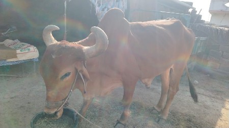 બળદ વેચવાના છે