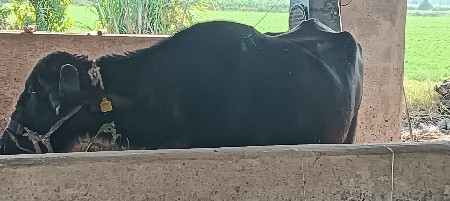 2 ભેસ વેચવા ની સે