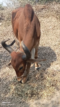 थंबनेल 2