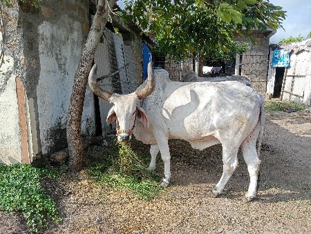 થંબનેલ 2