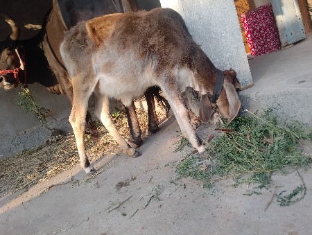 थंबनेल 3