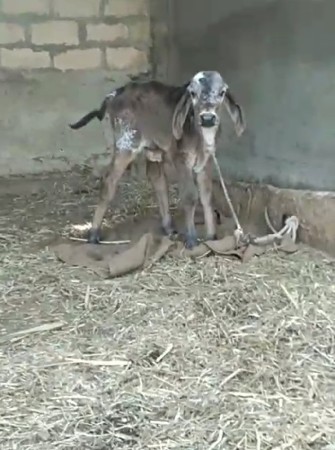 थंबनेल 2