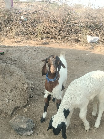 थंबनेल 3