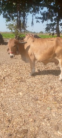 ગાય વેચવાની છે