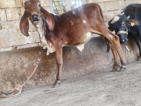 थंबनेल 3