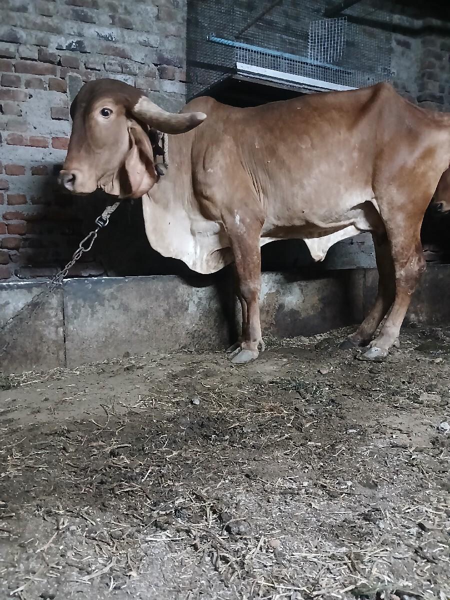 સુવર્ણ કપિલા ગાય વેશવા ની સે