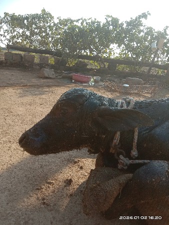 થંબનેલ 2