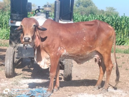 થંબનેલ 2