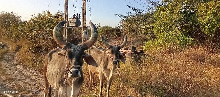 थंबनेल 2