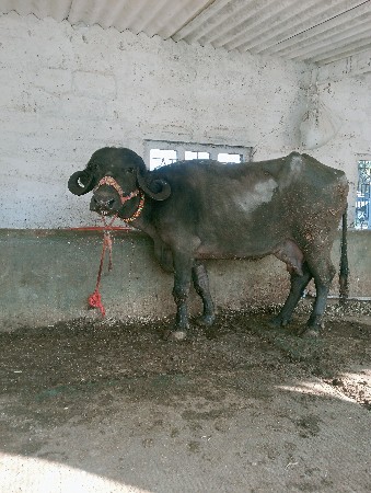 ખડેલી વેચવાની છે