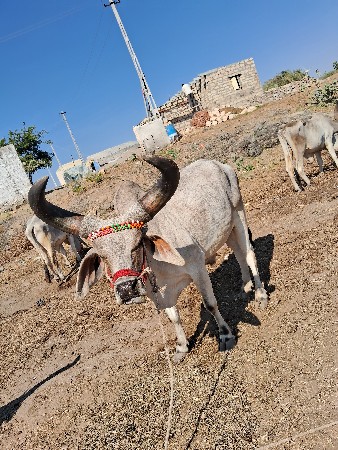 थंबनेल 3