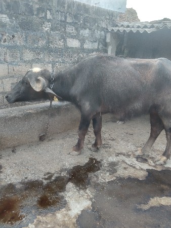 थंबनेल 2