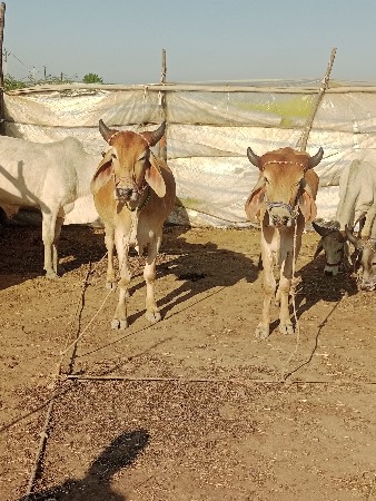 થંબનેલ 2