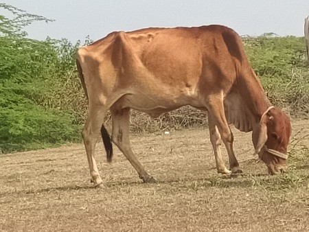 थंबनेल 3