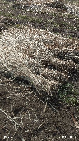 જુવાર નીરણ