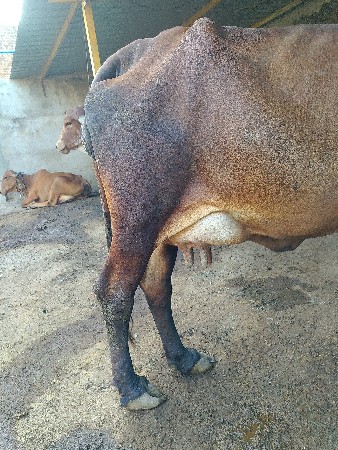 ગાય વેચવા ની છે