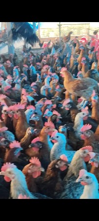 સોનાલી મુર્ઘા વેચવાના છે .