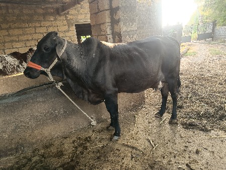 थंबनेल 3