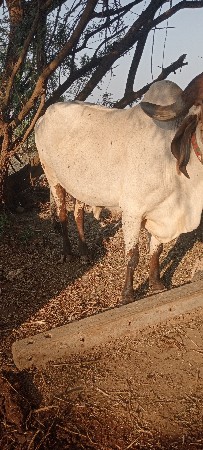 थंबनेल 3