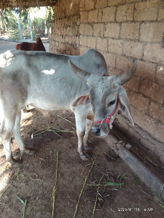 વઢીયારા ગોટલા