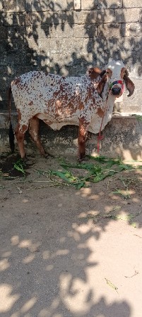 ગાય વેચવા ની છે