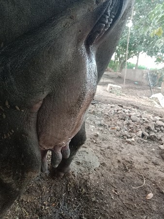 2 વેતર વિયાણી છે