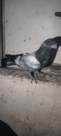 થંબનેલ 3