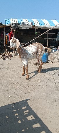 પોરબંદર જિલ્લો કુતિયાણા તાલુકો છે