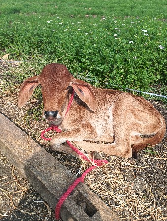 ગાય વેચવાની છે પહેલું વેતર