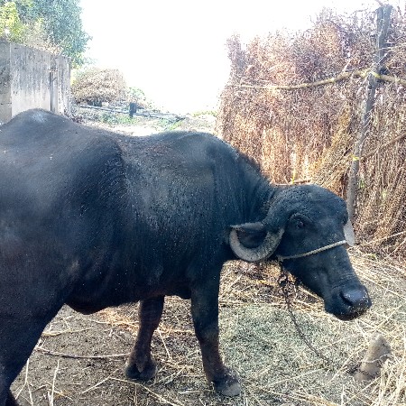 ખડેલુ વેચવાની શે