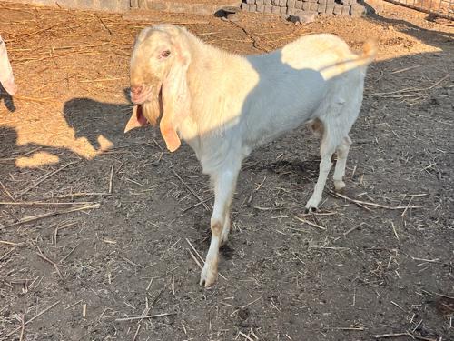 थंबनेल 3