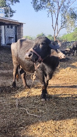 थंबनेल 2