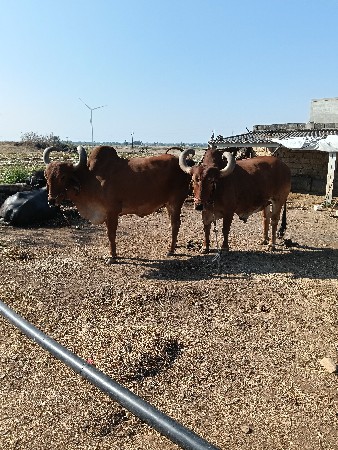 બળદ વેચવાના છે