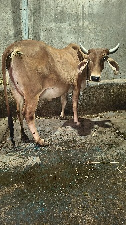 थंबनेल 5