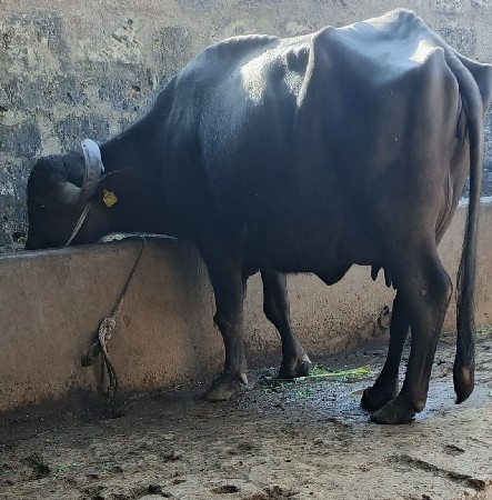 થંબનેલ 2