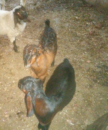 थंबनेल 2