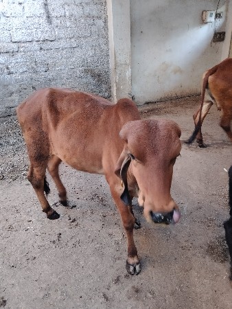 વેસાવની સે