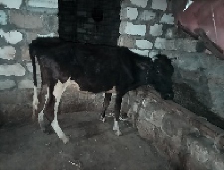 એચએફ ઓડકી ના સાટા કરવા